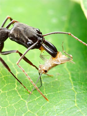 Trap-jaw ant with prey