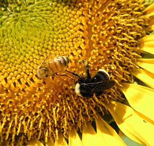 Honey bee and wild bee forage on sunflower