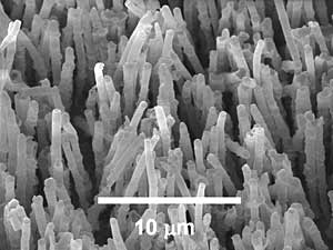 Scanning electron micrograph of an array of microfibers
