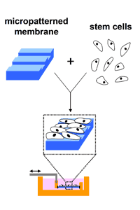  Mesenchymal stem cells can be grown on silicone membranes with micropatterned grooves. These grooves can align the cells with the direction of stretch in a specialized "stretch chamber."