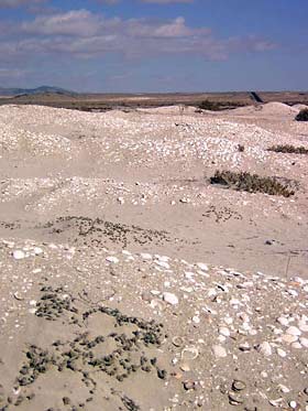 Fossil deposits near Playa Ramada, Chile