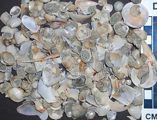 tropical marine mollusks from Panama