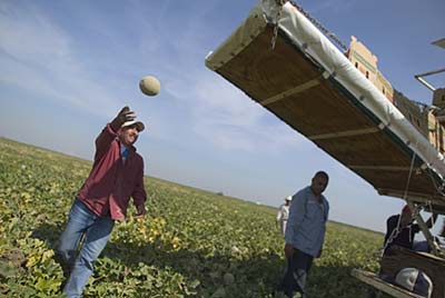  Farmworker tossing a cataloupe onto a packing vehicle