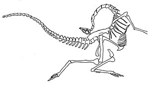 ostrich-like dinosaur, Struthiomimus