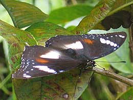 female h. bolina butterfly