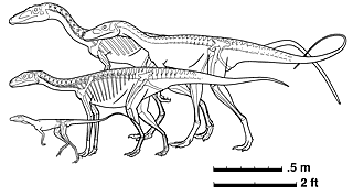 Comparative sizes of two dinosaurs and two dinosaur ancestors