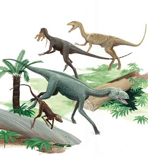  two carnivorous dinosaurs and two dinosaur ancestors