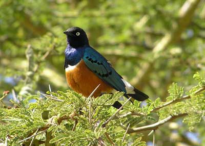 Superb starling