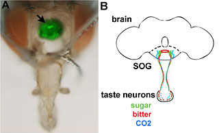 fly brain and diagram of taste neurons