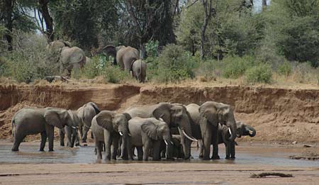 Elephants at a river