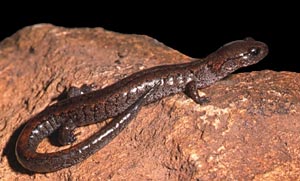 South Korean salamander