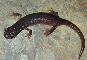 California salamander