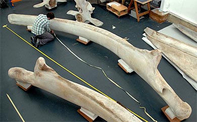 measuring  a blue whale jawbone