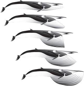 sequence illustrates the six-second feeding lunge of a fin whale