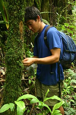 COllecting ferns in Moorea