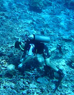 collecting marine invertebrates on a Moorea reef