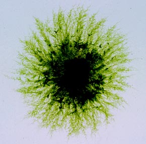 colony of the moss Physcomitrella patens