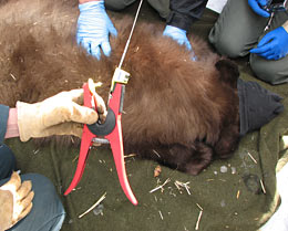 Preparing to clip radio tracker to bear cub's ear