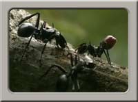  ant video