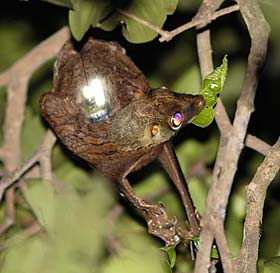 Colugo with data backpack