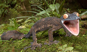 giant leaf-tailed gecko