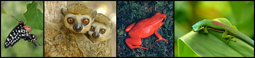 Madagascar butterfly, lemurs, frog and gecko