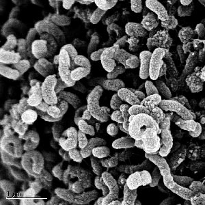 microbial communities in biofilm