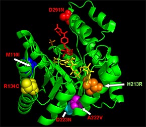 Structure of the active site of the methylenetetrahydrofolate reductase enzyme in bacteria