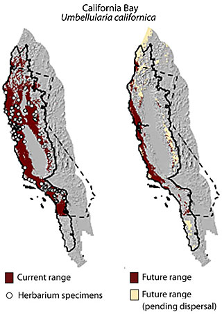 range map for California bay laurel