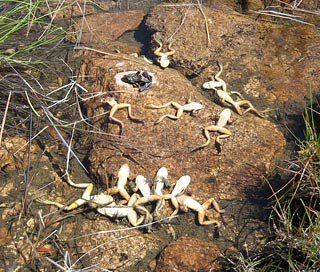 dead frogs in the Sierra