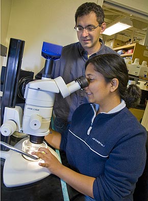 Daniel Rokhsar and graduate student Mansi Srivastava in the lab