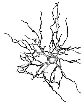 drawing of a thalamocortical relay neuron