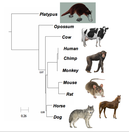 FFP comparison of mammals
