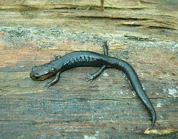 salamander Pseudoeurycea goebeli