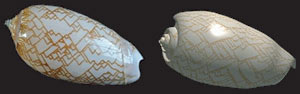 Olivia porphyria shells