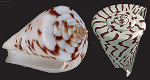 Conus vicweei shells