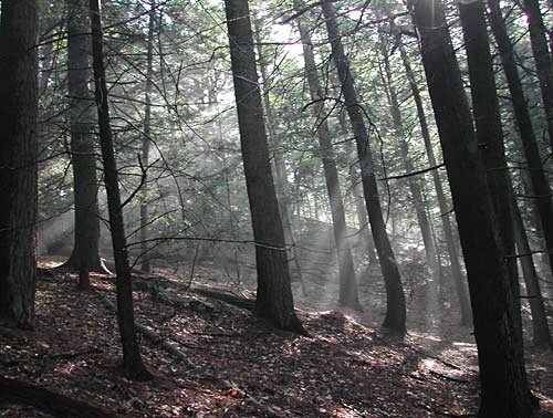 understory of hemlock forest