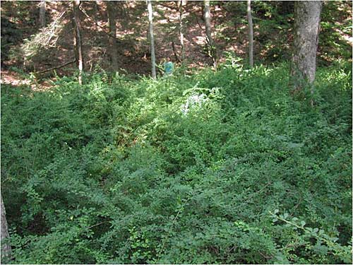 Japanese barberry in hemlock forest