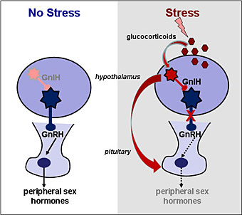 Diagram of stress's effect on hormones