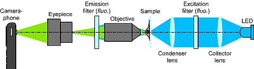 Schematic of the CellScope set up for fluorescent imaging. For bright field imaging, the two filters and LED are removed.