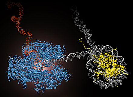 RNA polymerase II performing gene expression