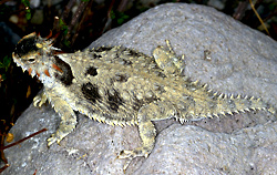 coast horned lizard