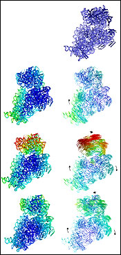 the stages of a ribosome subunit as it move