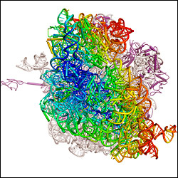 an entire ribosome with its changes in position color-coded