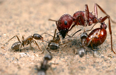 Argentine ants attack a harvester ant