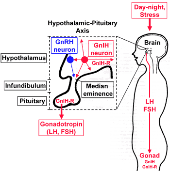 diagram of the effects of gonadotropin inhibitory hormone