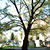 Campus gingko tree