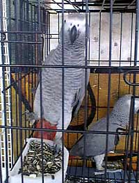 African Gray parrots