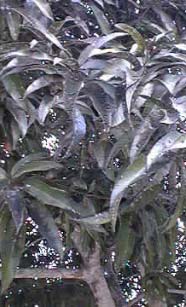 Leaves coated with dark film