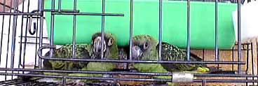Jardine parrots